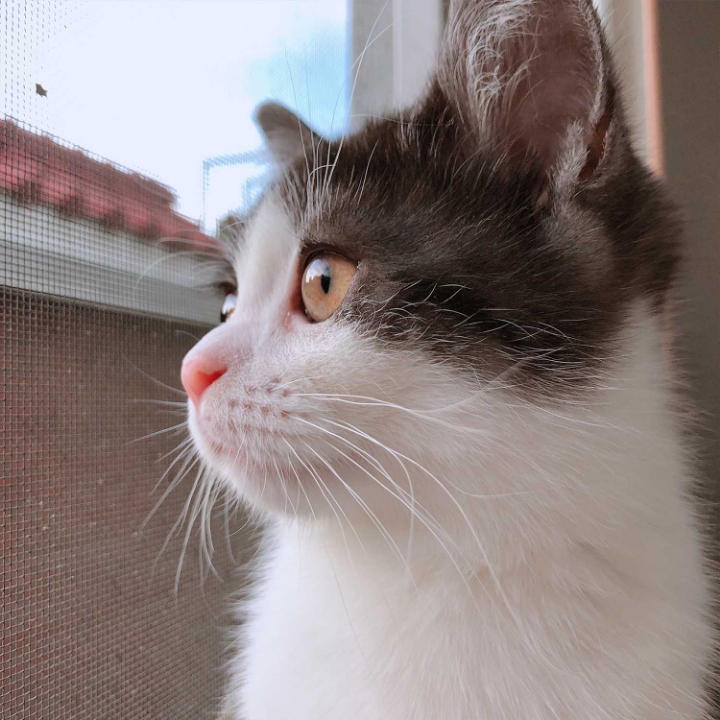 고양이들의 눈동자 | 인스티즈