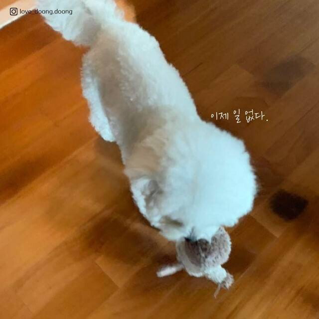 주인을 보호하기 위해 댕댕이가 하는 행동....jpg | 인스티즈