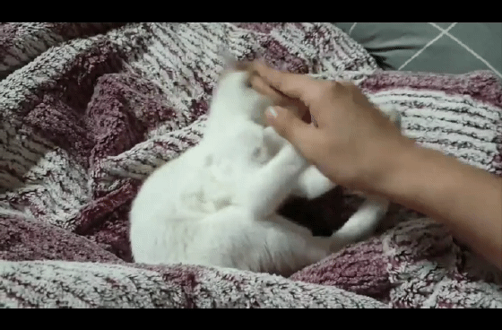 멋대로 들어온 고양이 안나간지 53일차 (짤있음 데이터 조심) | 인스티즈