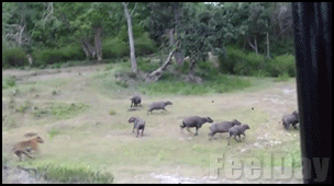 호랑이 vs 버팔로무리.gif | 인스티즈