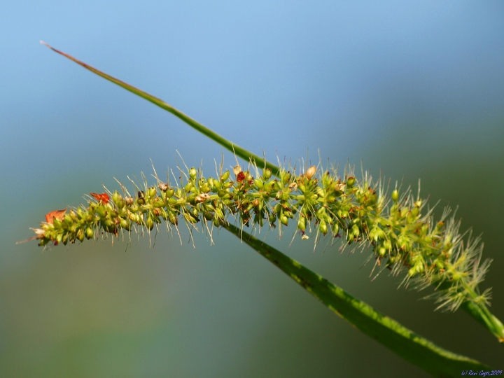 인간이 개량해서 먹는 식물들의 원래 모습.jpg | 인스티즈