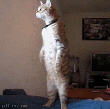 고장난 고양이들 | 인스티즈