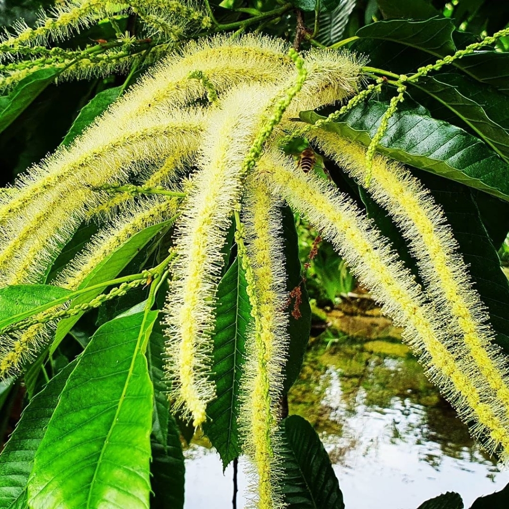 밤나무에 핀 밤꽃.........jpg | 인스티즈