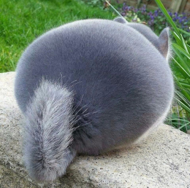 각종 엉덩이 모음....jpg | 인스티즈