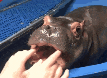 사람 허벅지 물어뜯는 하마 | 인스티즈