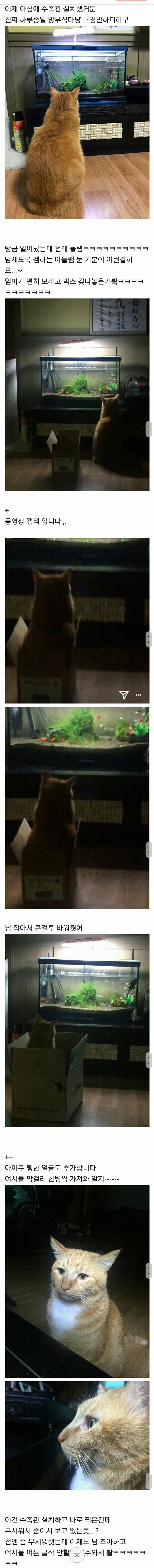 고양이 키우는 집에서 어항을 사면 안되는 이유.jpg | 인스티즈