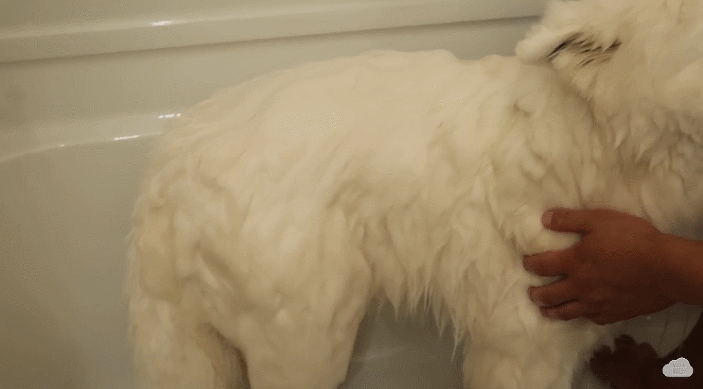 세상 순한 사모예드 댕댕이 목욕 시키기.jpgif | 인스티즈