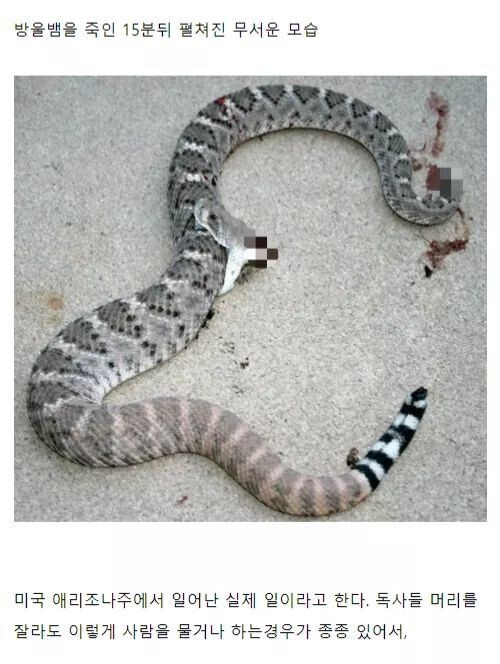 뱀을 죽여도 는 땅에 묻어야 하는 이유 (혐오주의) | 인스티즈