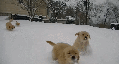 눈에서 뛰어노는 리트리버들 | 인스티즈