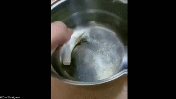 보신탕이 뭔지 아는거같은 댕댕이 | 인스티즈