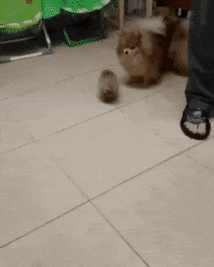 어른 포메들 사이에 아기 포메라니안.gif | 인스티즈