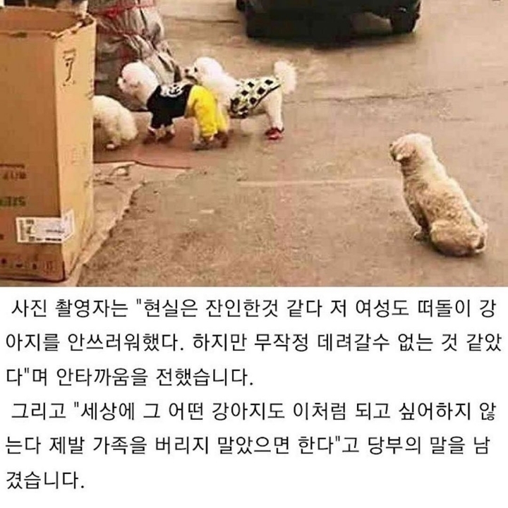 버려진 강아지의 한가지 소망.jpg | 인스티즈