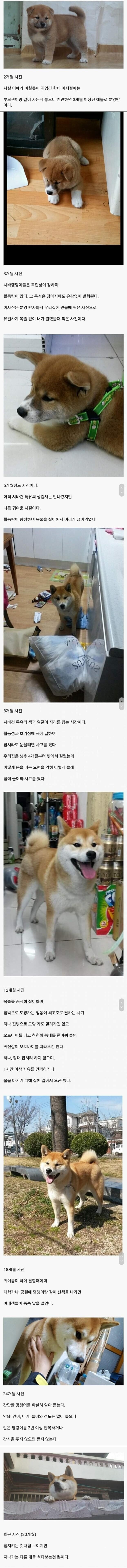 시바견 성장 과정.jpg | 인스티즈