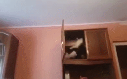 고양이키우기 현실판 | 인스티즈