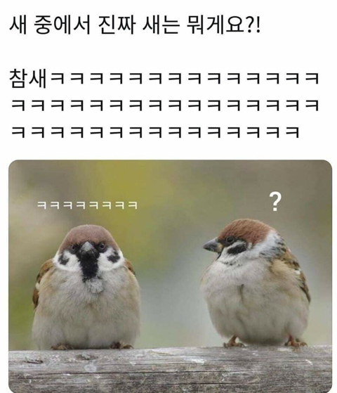 동물개그 모음집.JPG | 인스티즈