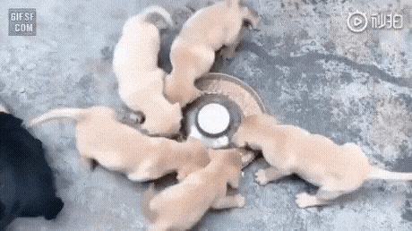 댕댕이 회전 사료.gif | 인스티즈