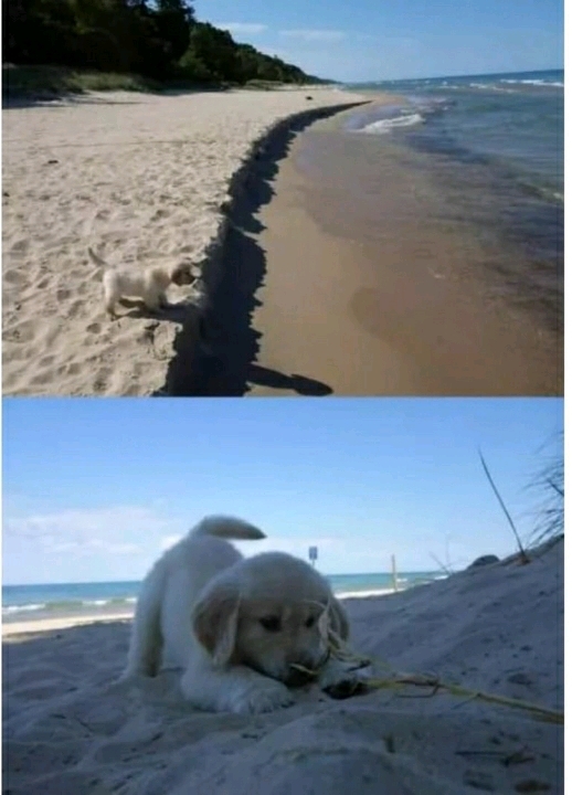 바다에 놀러간 애기 댕댕이.jpg | 인스티즈