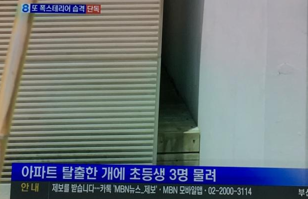 부산에서 폭스테리어 또 초등생 3명 물어 | 인스티즈