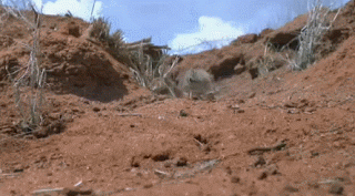 코끼리와 먼 친척이지만 사이즈가 많이 다른 아이.gif | 인스티즈