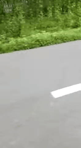 오토바이타는데 호랑이보임 | 인스티즈