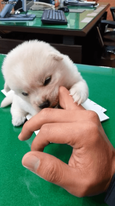 사람 손 물어 뜯는 흉폭한 댕댕이.gif | 인스티즈