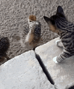 타조랑 냥이 1년전과 후.gif | 인스티즈