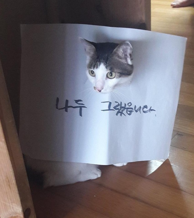 혼나는 고양이들.jpg | 인스티즈