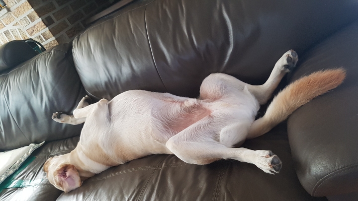 강아지 단짠단짠 | 인스티즈