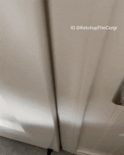 화장실로 휴지 갖다주는 웰시코기 댕댕이.gif | 인스티즈