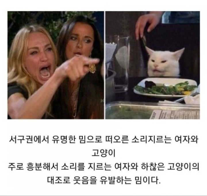 소리 지르는 여자와 고양이 밈의 진실 | 인스티즈