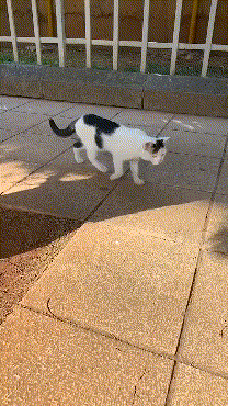 고양이 능지 수준.gif | 인스티즈