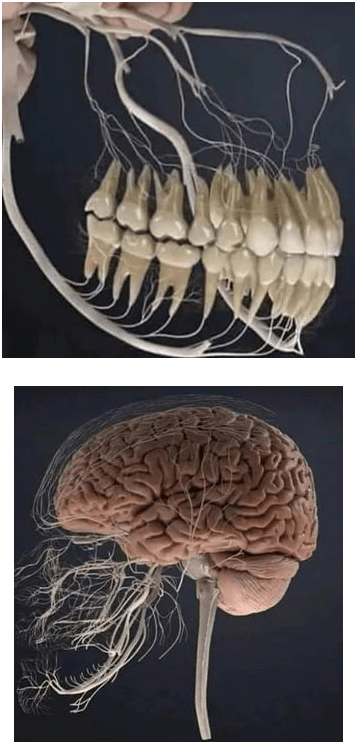 치아 치료가 아프고 위험한 이유.....jpg | 인스티즈