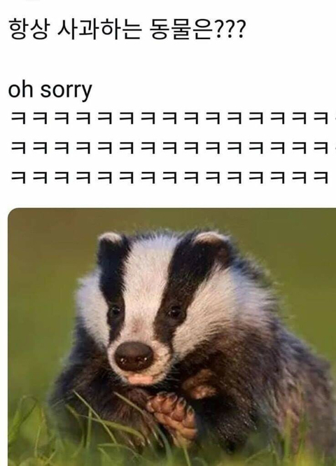 동물개그 모음집.JPG | 인스티즈