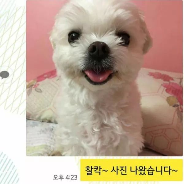 댕댕이 증사찍기 | 인스티즈