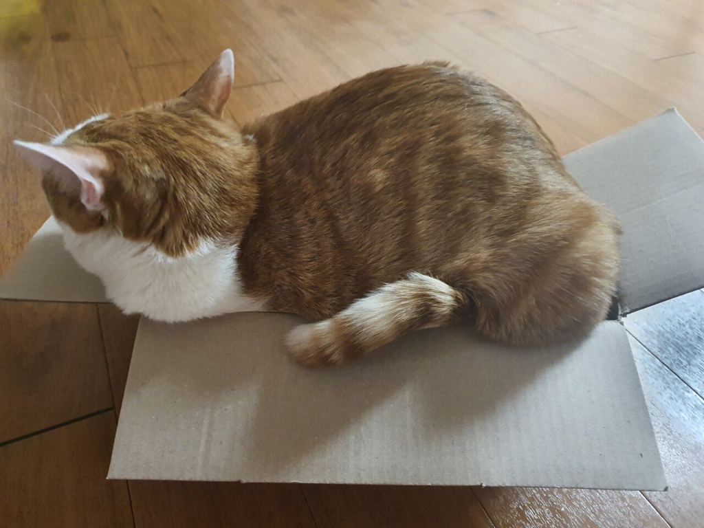 고양이를 상자에 넣는 법 | 인스티즈