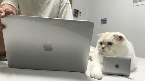 고양이 방해방지용 노트북...jpg | 인스티즈