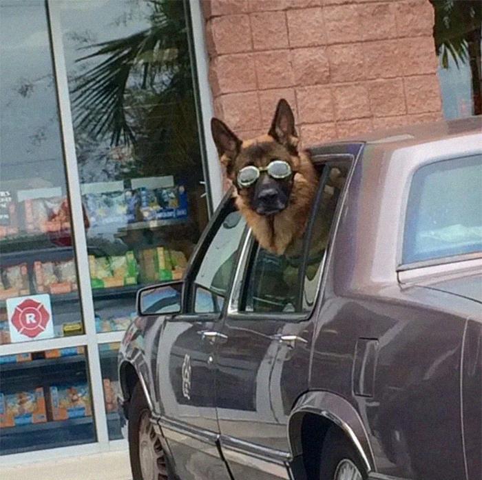 차만타면 이상해지는 강아지들.JPG | 인스티즈