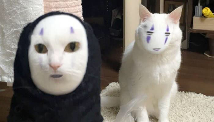 고양이한테 얼굴교환 어플을 써봤더니.jpg | 인스티즈