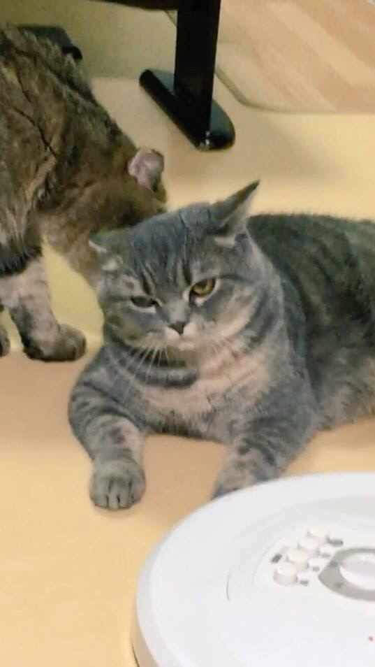 1년만에 폭풍성장한 냥이 | 인스티즈