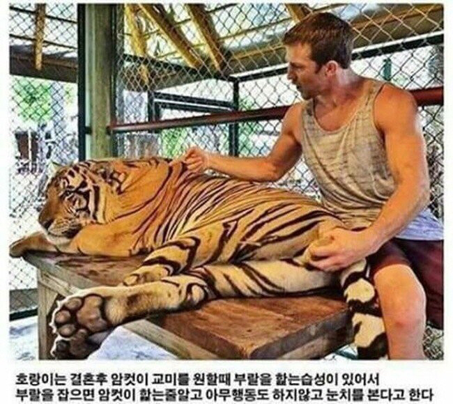 호랑이(수컷) 을 제압하는 방법 | 인스티즈