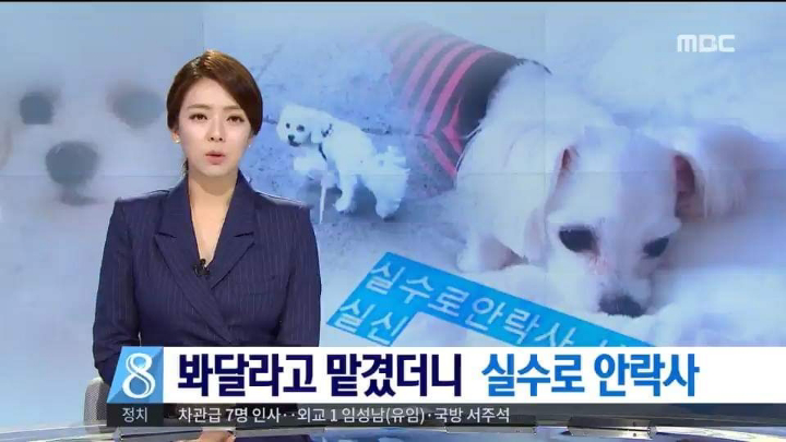 반려견 최악의 사건.jpg | 인스티즈