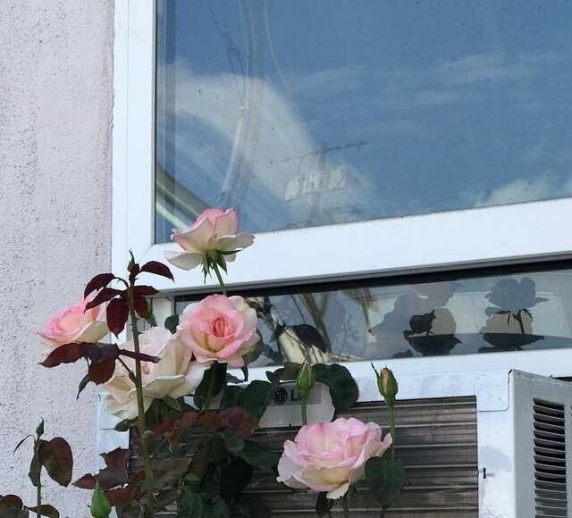 누군가를 궁금해한다는 건 그 사람을 좋아함으로부터 피어난데요 | 인스티즈