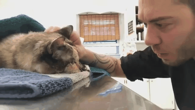 15년 키운 고양이와 작별하는 주인.gif | 인스티즈