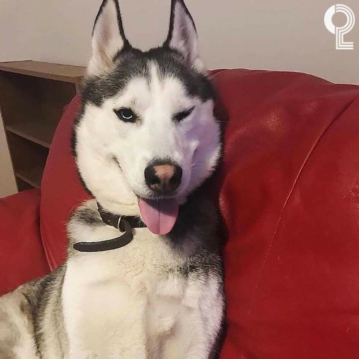 댕댕이들의 윙크 | 인스티즈