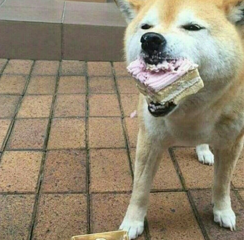 케이크먹고 좋아하는 시바견 | 인스티즈