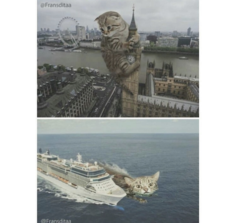 거대해진 냥냥이 | 인스티즈