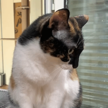 고양이세수하는 짤 | 인스티즈