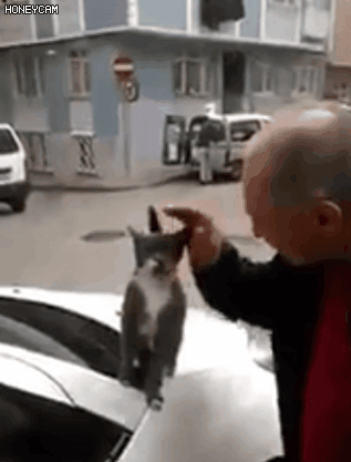 조련당하는 인간들 | 인스티즈