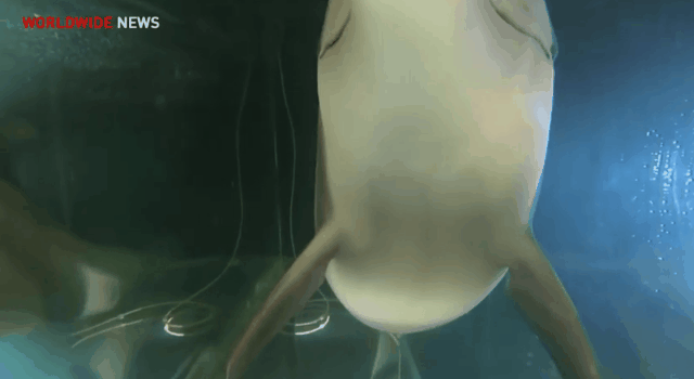 학대 논란 없는 돌고래쇼 돌고래.jpgif | 인스티즈