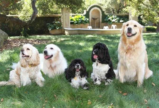 세상에서 가장 부자인 애완동물 Top 5....jpg | 인스티즈